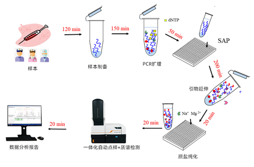 核酸質(zhì)譜檢測(cè)流程示意圖